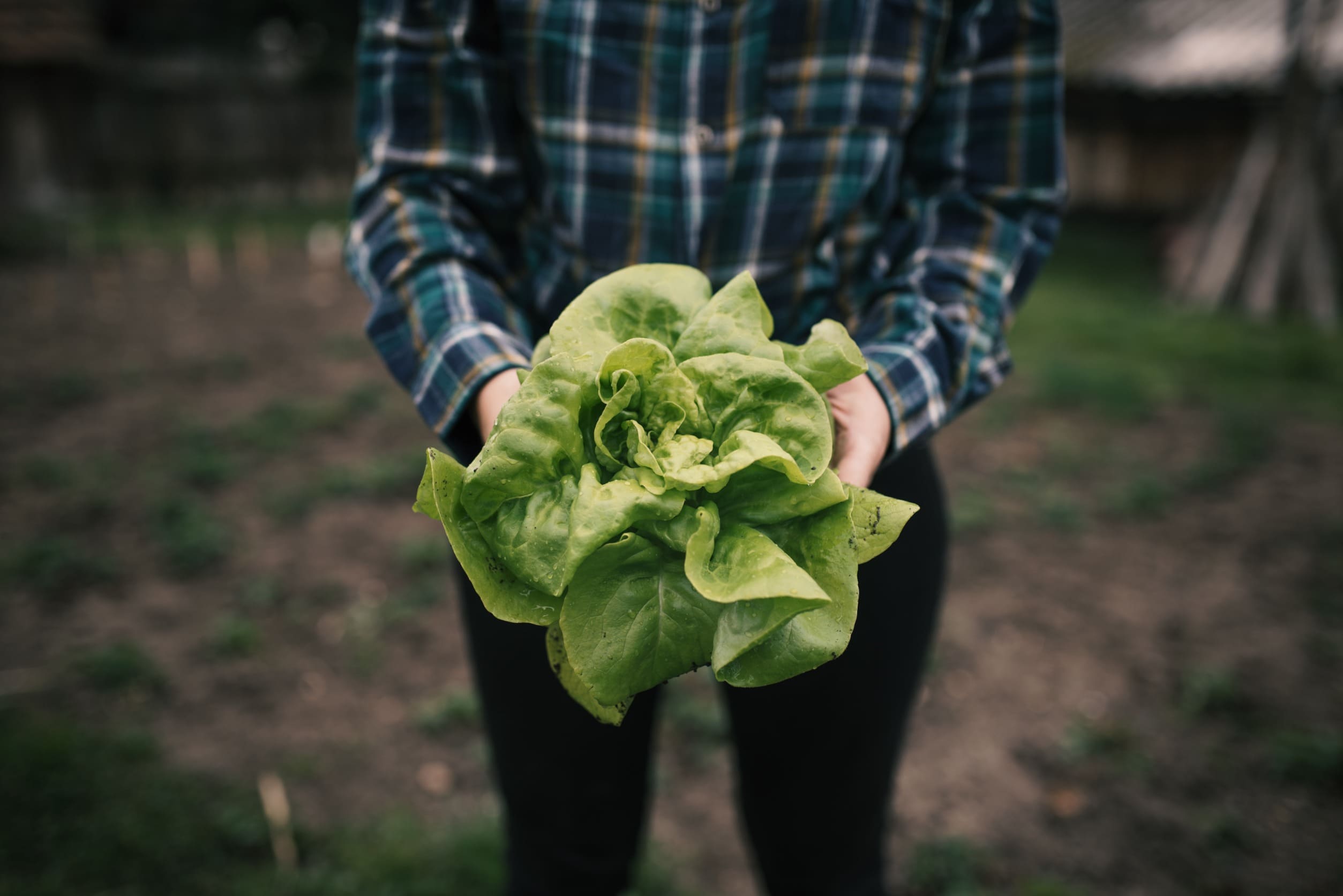 Agricultor sostiene una lechuga